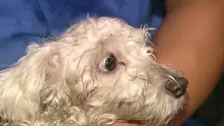 Car chase ends when van hits dog