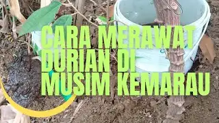 Cara Pemupukan Pohon Durian Di Musim Kemarau.
