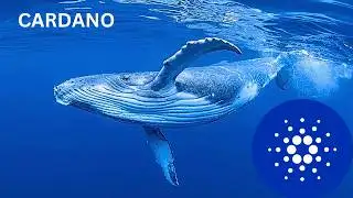 Cardano ADA News Cardano Will Rise Again!