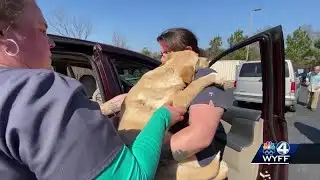 Carolina shelters take in 150+ dogs seized from Upstate property