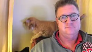 Cat and Dog Interrupt Owner