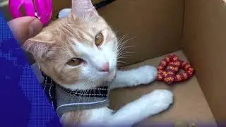 CAT CITY NEWS: EPISODE 4 - @Catcity.net-A113