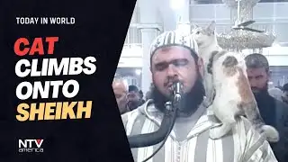 Cat climbs onto sheikh leading nightly Ramadan prayers