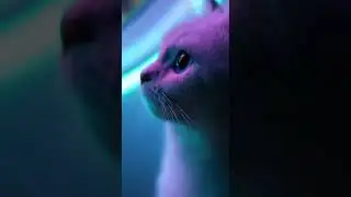 Cat Finds an Underwater Portal (Wait for it) 👀