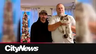 Cat missing for 7 years reunited with owners