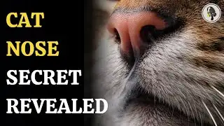 Cat Nose Study Reveals Hidden Airflow Trick Behind Super Smelling | WION Podcast