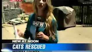 Cat Rescue in Madea, CA News 47