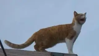 Cat Rescued After 4 Days on High Voltage Power Pole