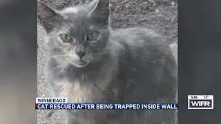 Cat rescued after being trapped inside wall for 11 days