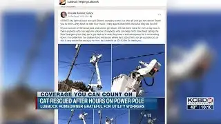 Cat rescued after hours on power pole
