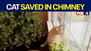 Cat rests after Christmas Eve chimney rescue