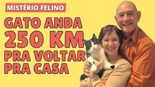 Cat returns home after walking 250 km.
