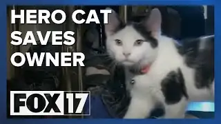 Cat saves man