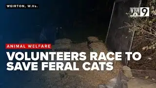 Cat shelters removed before cold snap sparks outrage