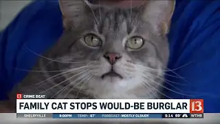 Cat stops would-be burglar | 