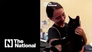 Cat survives Florida tower collapse that killed 86