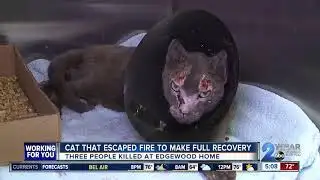 Cat that escaped Edgewood fire expected to recover