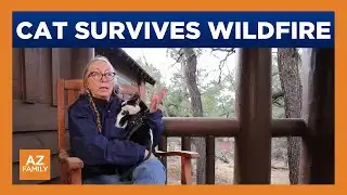 Cat who went missing in Dragon Bravo Fire reunited with owner