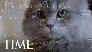 Cats Are Just As Smart As Dogs, Study Suggests | TIME