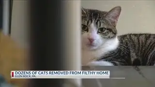 Cats rescued
