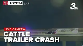 Cattle crash: Rollover blocks Las Vegas freeway ramp