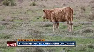 Cattle deaths could be linked to potential toxic feed