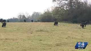 Cattle farmers face industry challenges into 2026