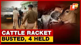 Cattle Smuggling Racket Busted, Four Arrested In Sundargarh