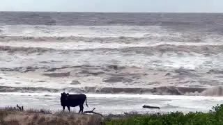 Cattle washed onto beaches in widespread Australian floods