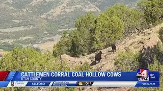 Cattlemen corral cows in Coal Hollow Fire area