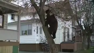 Caught on Cam: Bear takes a stroll in Ont. backyard