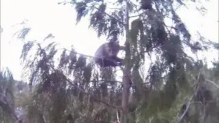 Caught on camera: Daring cat rescue from 100-foot-tall tree