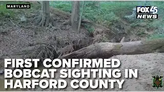 Caught on camera: first confirmed bobcat sighting in Harford County