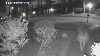 Caught on Camera: Loose donkey in northwest Houston