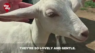 CBS2 News Weekends: The Dig Visits Catapano Dairy