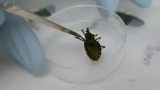 CDC issues warning about deadly 