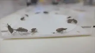 CDC issues warning for new reported Kissing Bug Disease cases