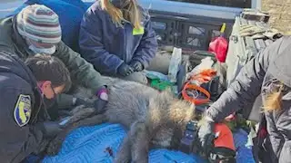 CDFW kills 4 gray wolves amid livestock attacks