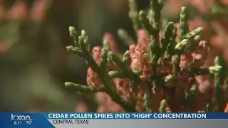 Cedar pollen spikes into ‘high’ concentration for first time this winter
