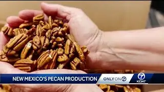Celebrate New Mexico: Pecan Orchards
