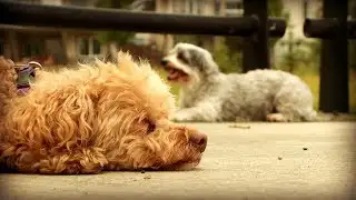 Charity finds homes for senior dogs