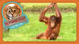 Check Out This Drive-Thru Zoo! | NewsDepth Petting Zoo