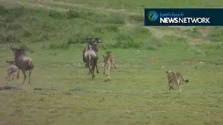 Cheetah chases down wildebeest