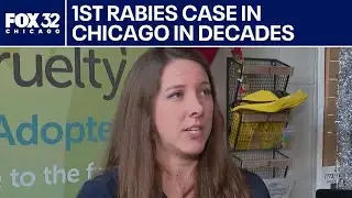 Chicago confirms first rabies-positive dog in decades