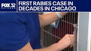 Chicago dog tests positive for rabies, first in decades