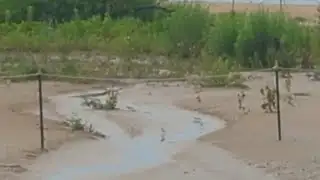 Chicago Park District releases three piping plover chicks