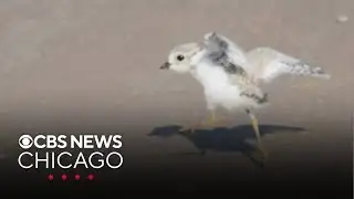 Chicago piping plover chick officially named Nagamo
