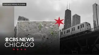 Chicago piping plover chicks now have names