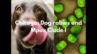 Chicago: Rabies anjing dan Mpox Klade I