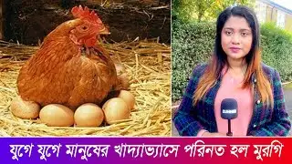 প্রাচীনকালে মানুষের খাদ্য তালিকায় ছিল না মুরগি | Chicken | Runner News